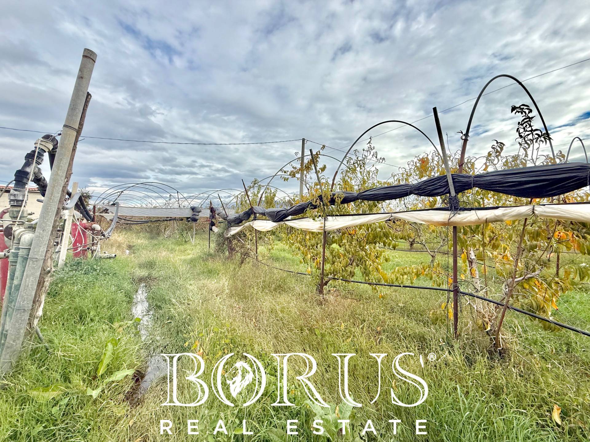 Immagine 8 di Azienda agricola in vendita  in Santa Maria la Piana a Sessa Aurunca