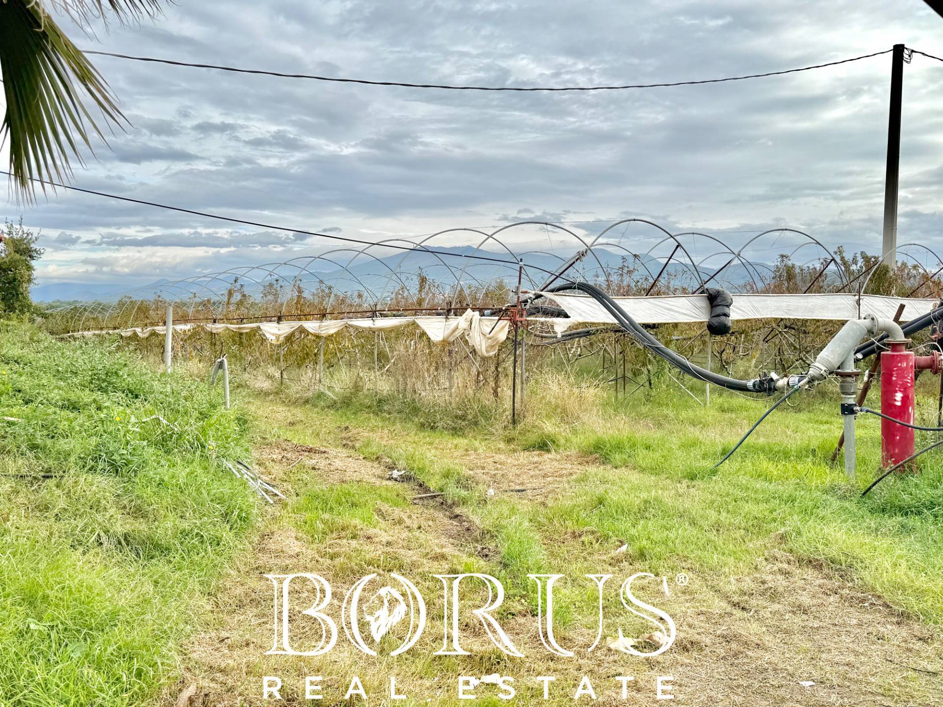 Immagine 10 di Azienda agricola in vendita  in Santa Maria la Piana a Sessa Aurunca