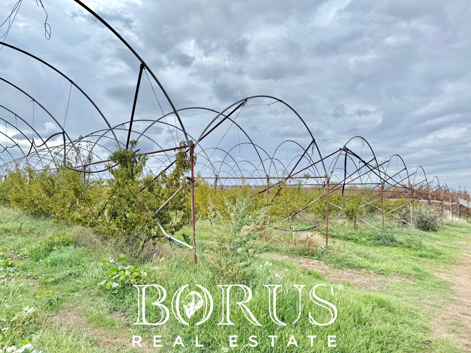 Immagine 11 di Azienda agricola in vendita  in Santa Maria la Piana a Sessa Aurunca