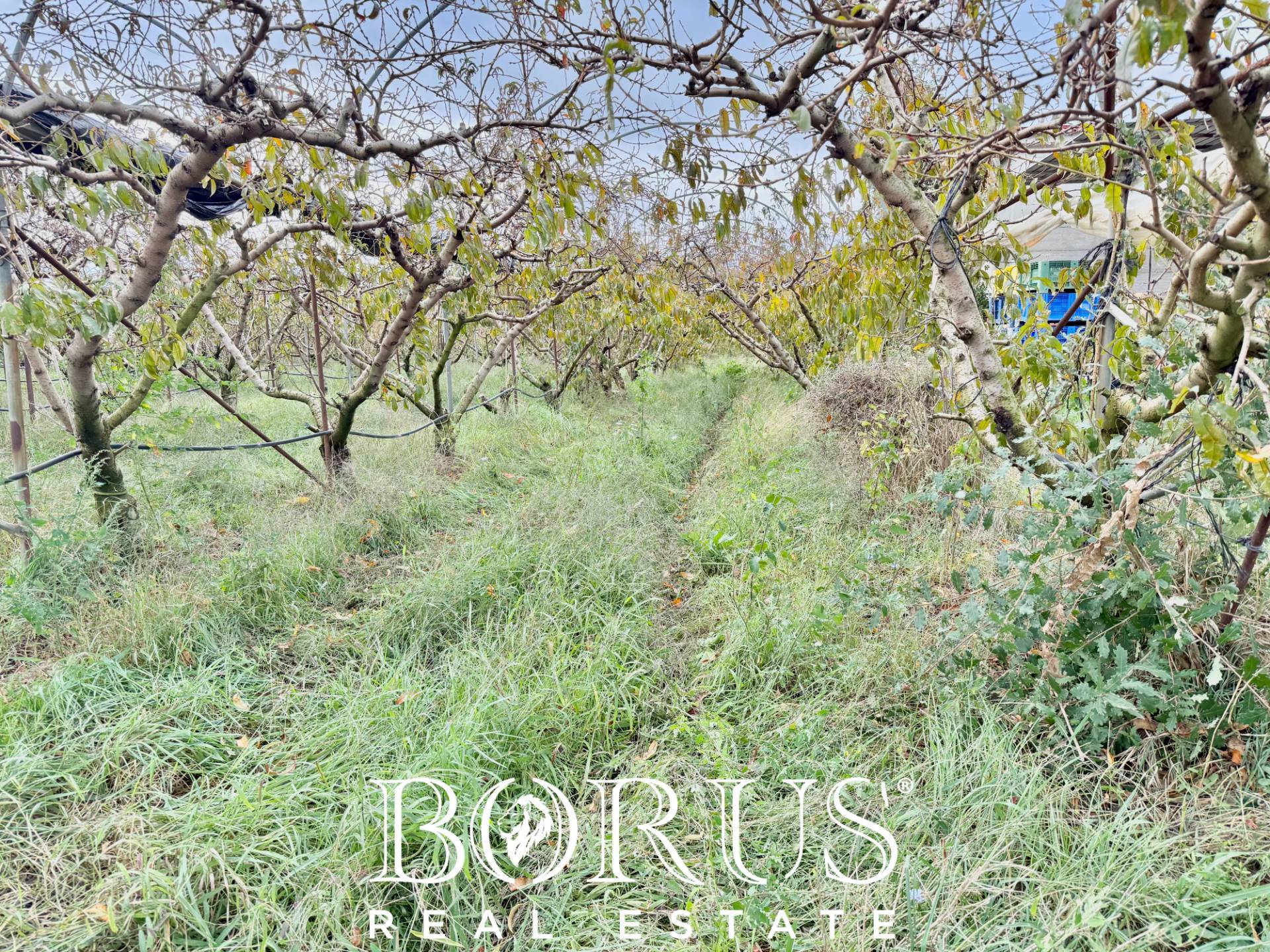 Immagine 12 di Azienda agricola in vendita  in Santa Maria la Piana a Sessa Aurunca