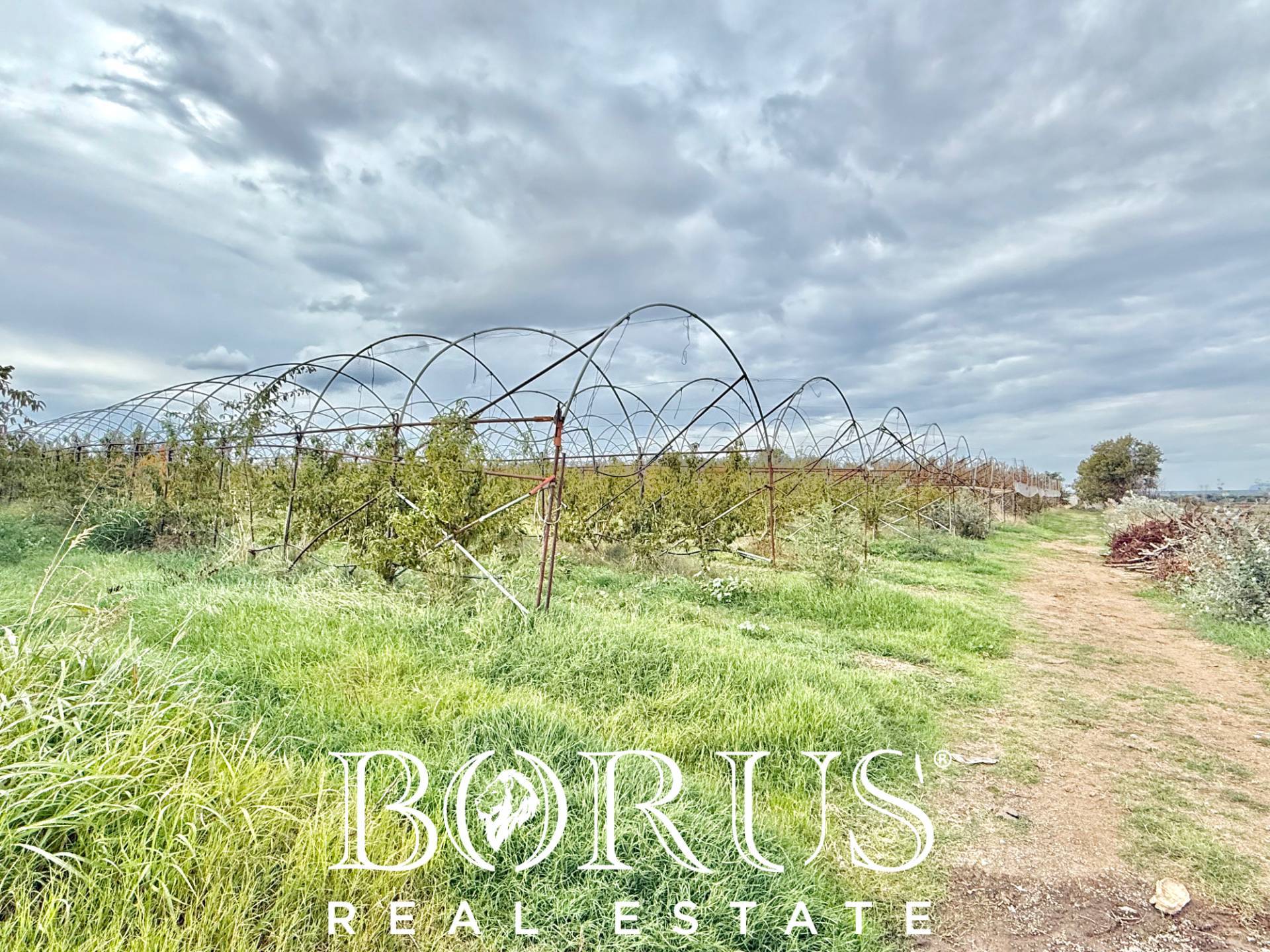 Immagine 13 di Azienda agricola in vendita  in Santa Maria la Piana a Sessa Aurunca