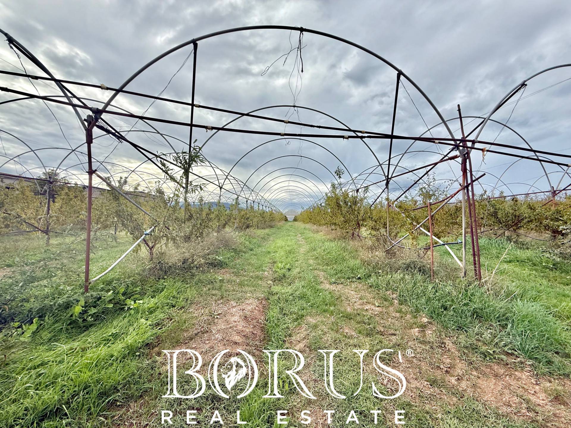 Immagine 16 di Azienda agricola in vendita  in Santa Maria la Piana a Sessa Aurunca