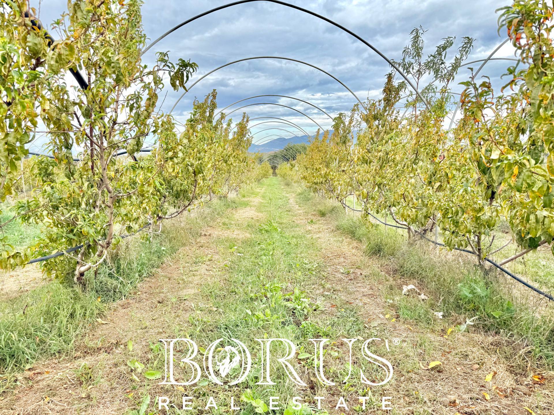 Immagine 18 di Azienda agricola in vendita  in Santa Maria la Piana a Sessa Aurunca