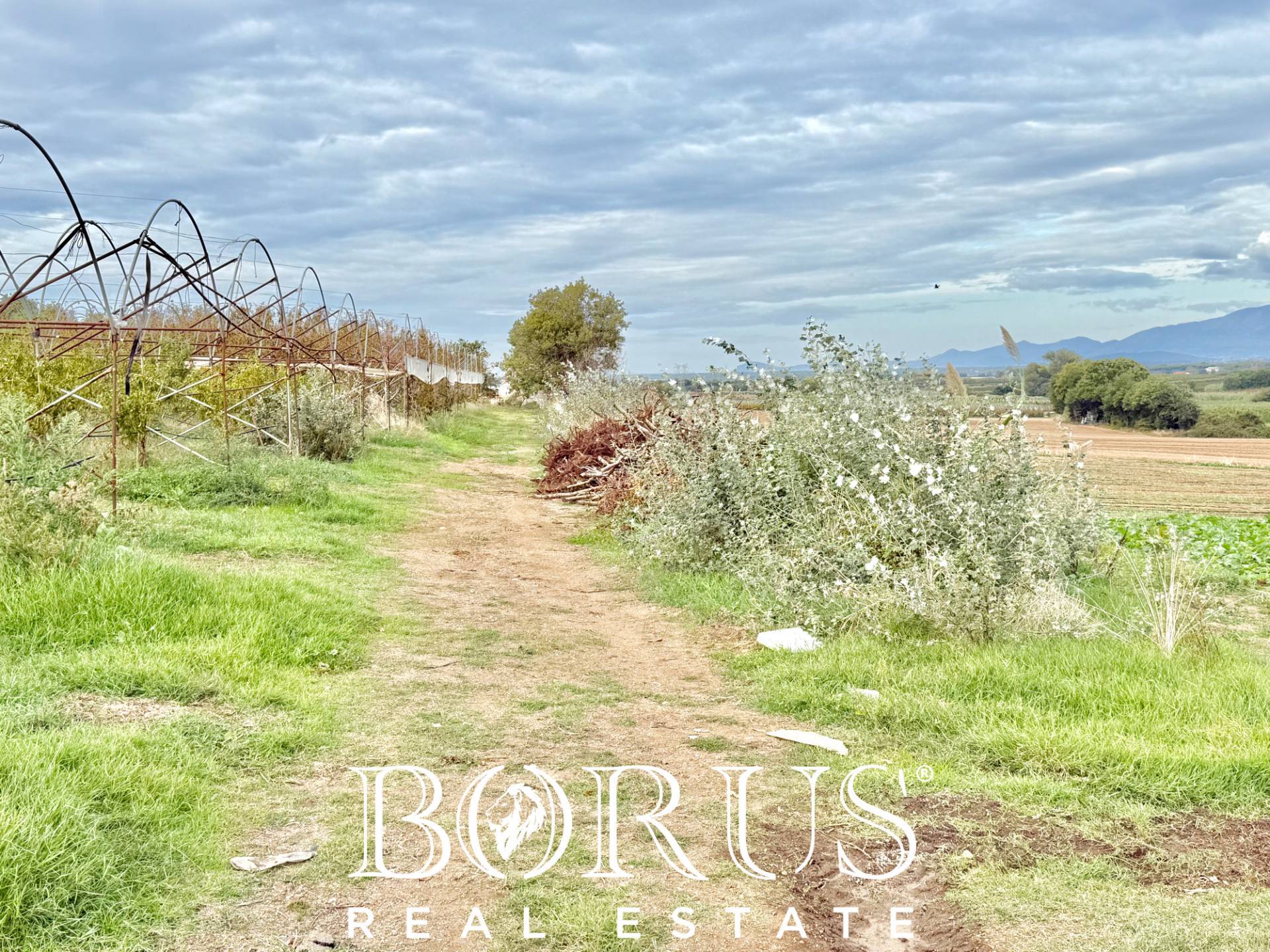 Immagine 19 di Azienda agricola in vendita  in Santa Maria la Piana a Sessa Aurunca