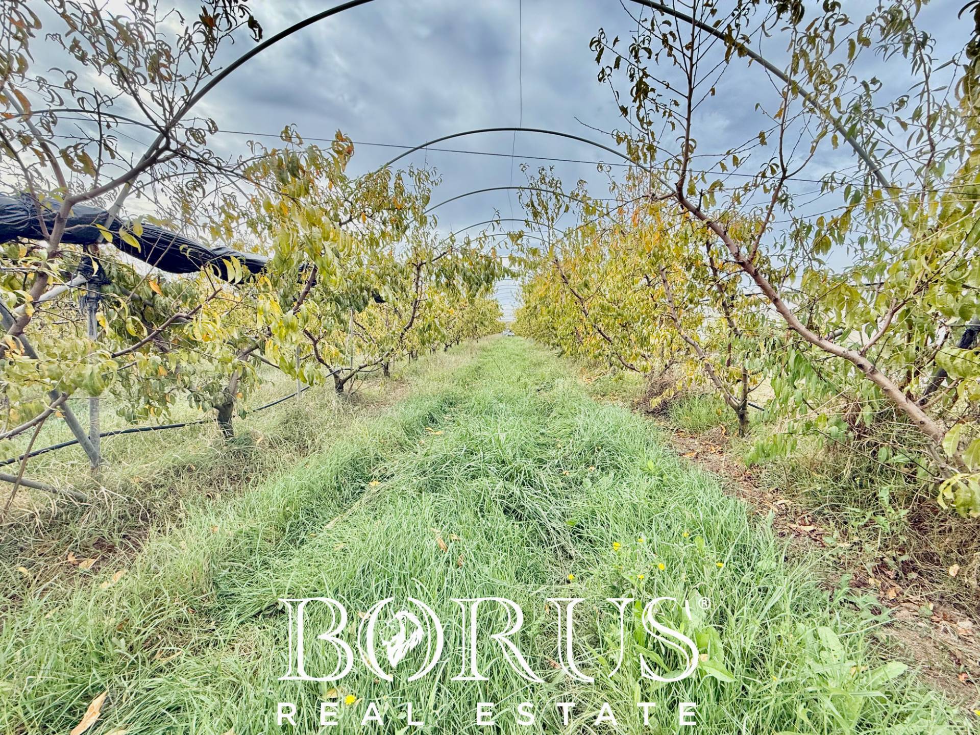 Immagine 21 di Azienda agricola in vendita  in Santa Maria la Piana a Sessa Aurunca