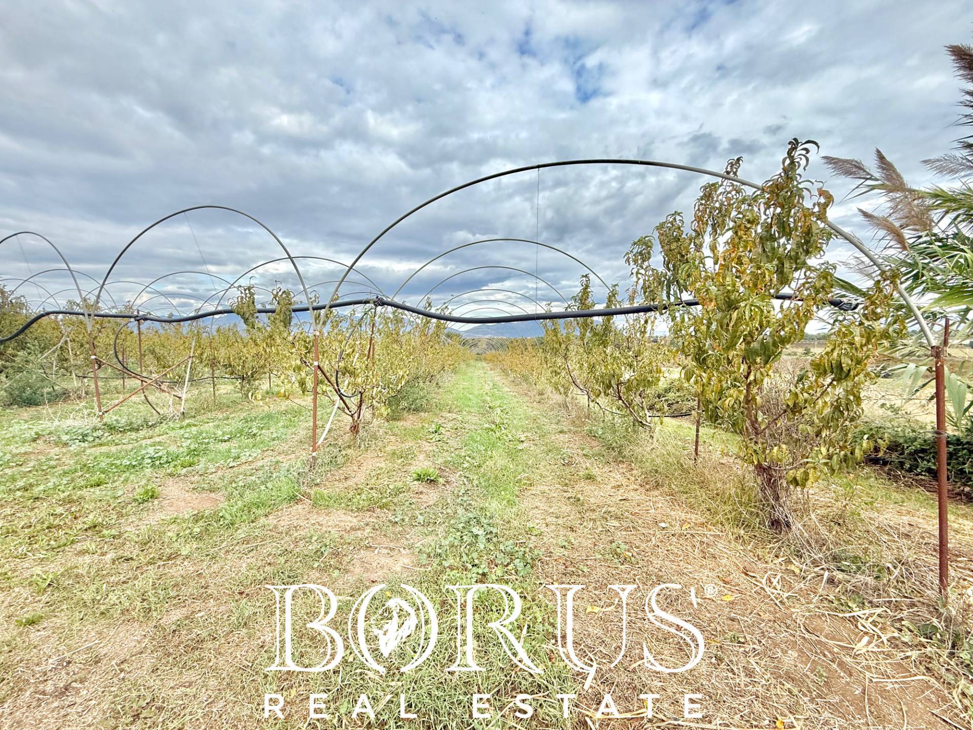 Immagine 22 di Azienda agricola in vendita  in Santa Maria la Piana a Sessa Aurunca