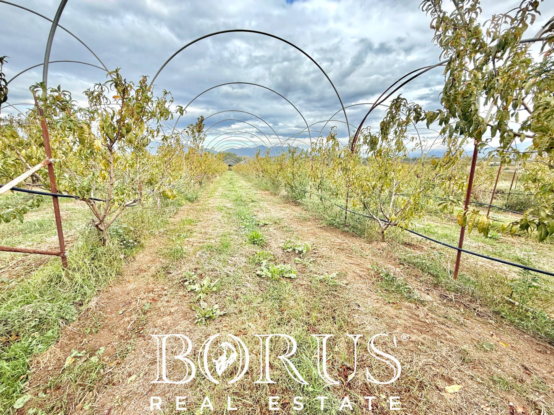 Immagine 23 di Azienda agricola in vendita  in Santa Maria la Piana a Sessa Aurunca