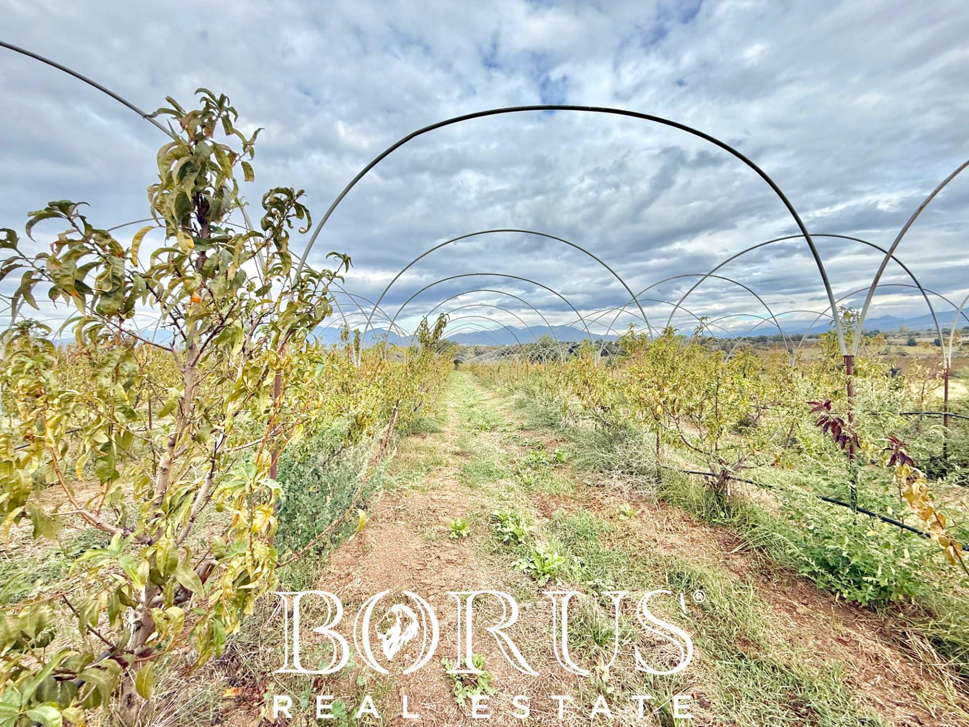 Immagine 24 di Azienda agricola in vendita  in Santa Maria la Piana a Sessa Aurunca