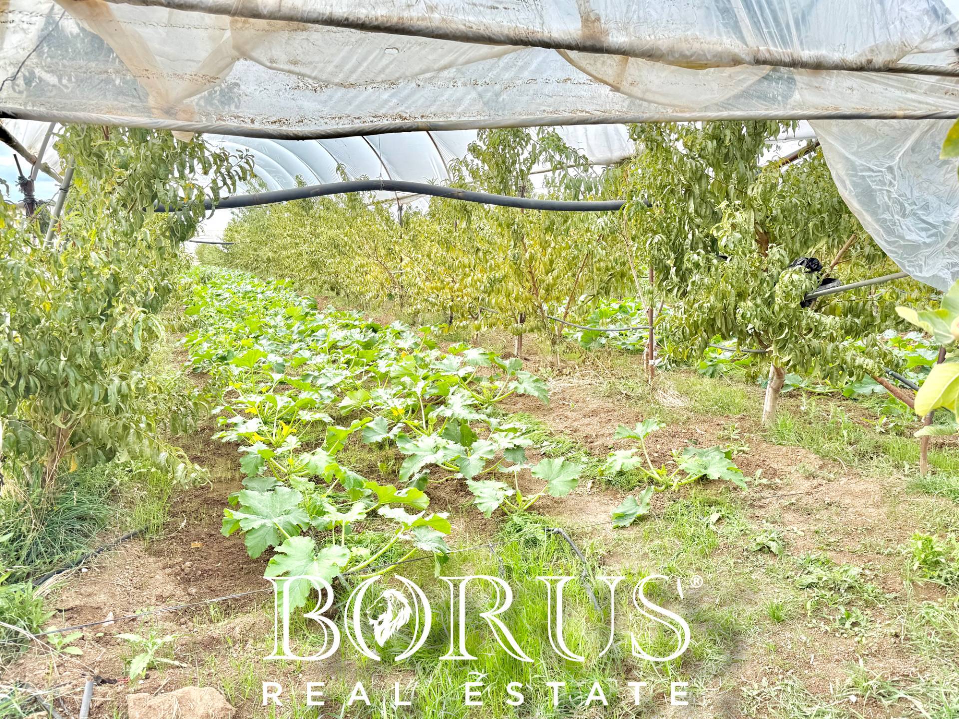 Immagine 26 di Azienda agricola in vendita  in Santa Maria la Piana a Sessa Aurunca