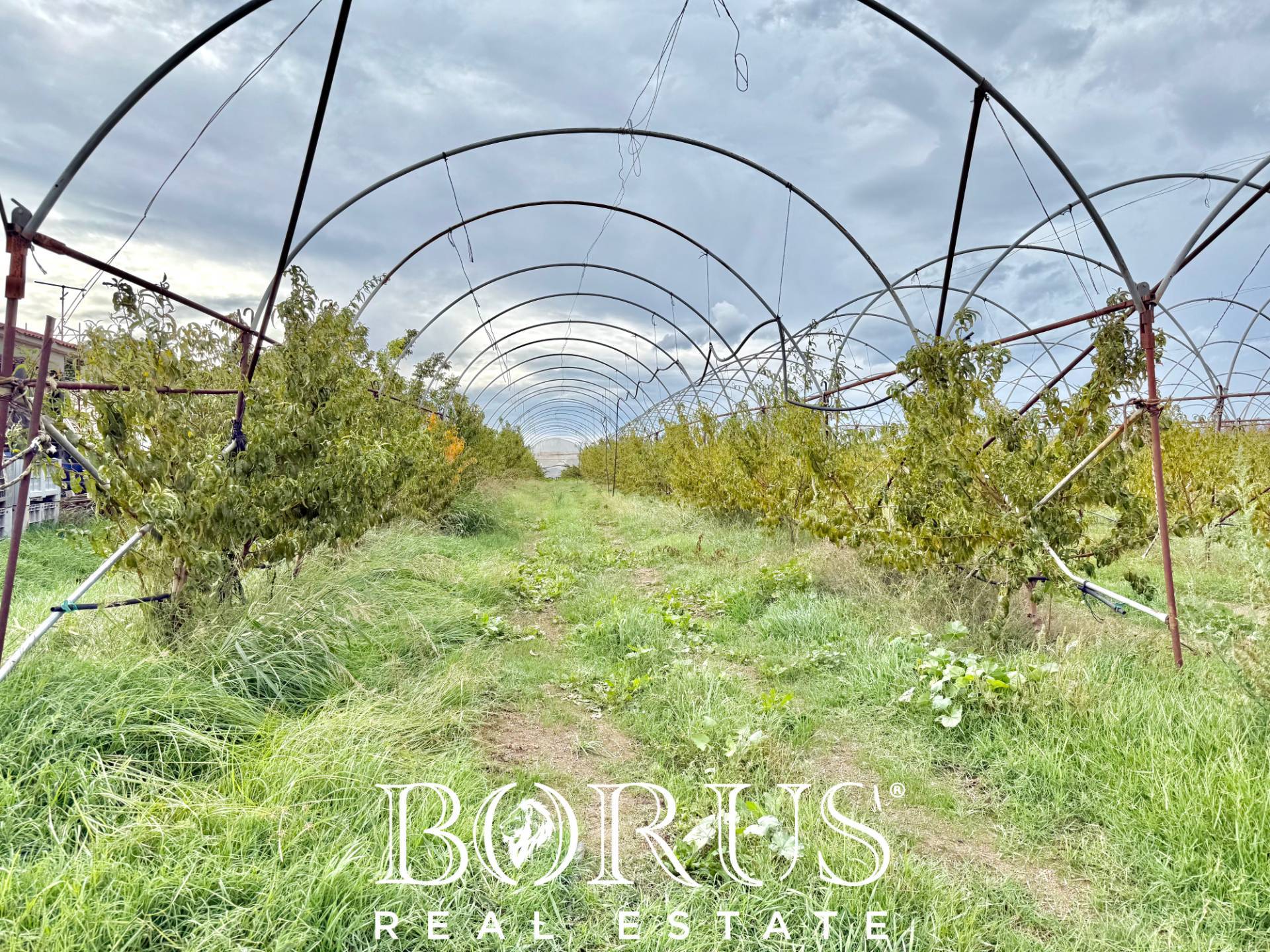 Immagine 27 di Azienda agricola in vendita  in Santa Maria la Piana a Sessa Aurunca