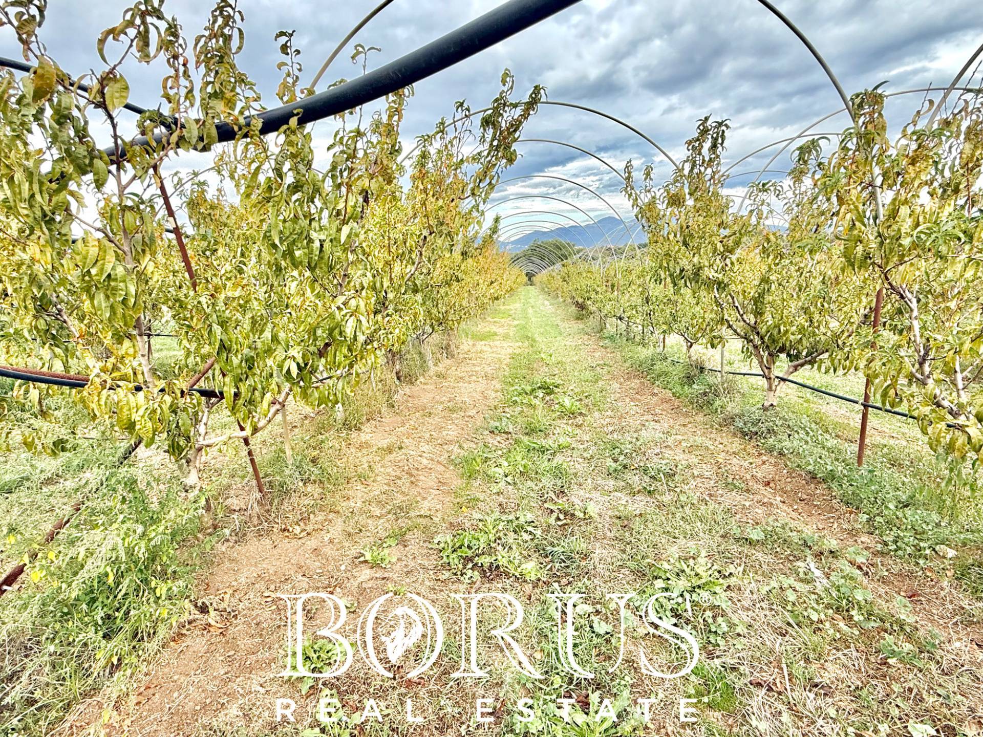 Immagine 29 di Azienda agricola in vendita  in Santa Maria la Piana a Sessa Aurunca