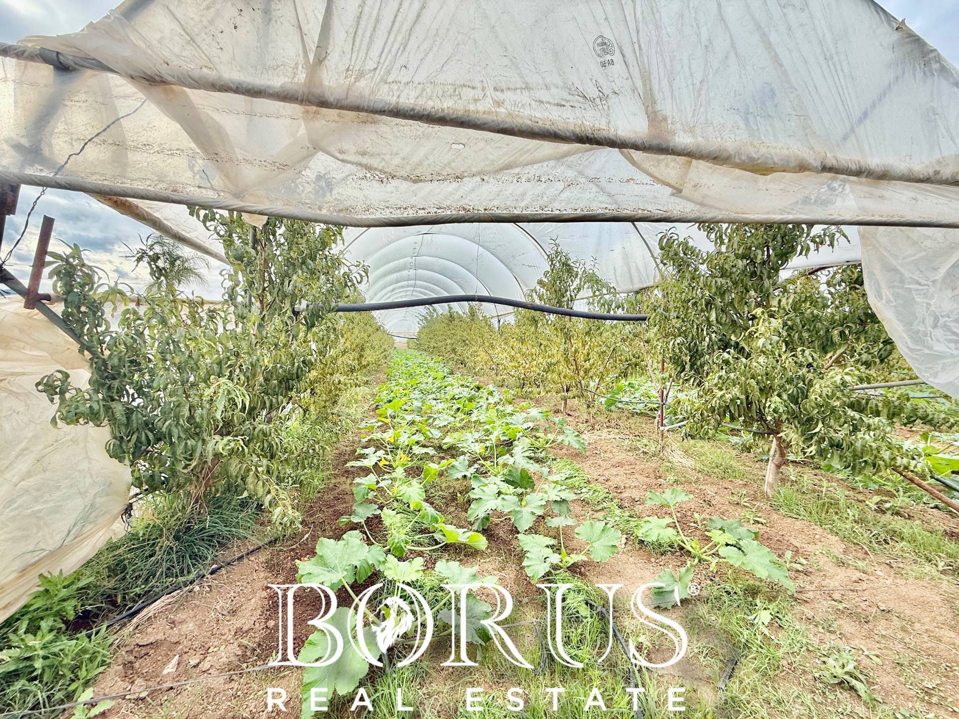 Immagine 30 di Azienda agricola in vendita  in Santa Maria la Piana a Sessa Aurunca