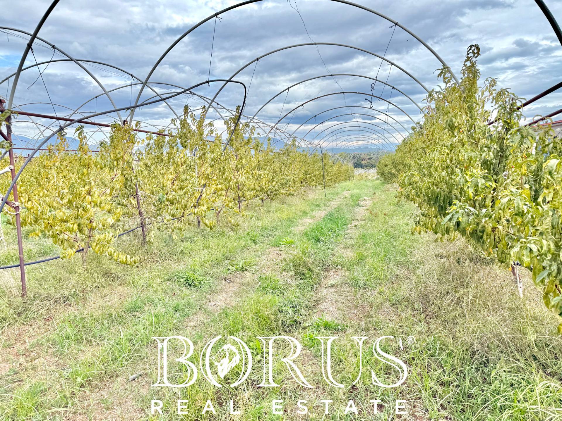 Immagine 33 di Azienda agricola in vendita  in Santa Maria la Piana a Sessa Aurunca