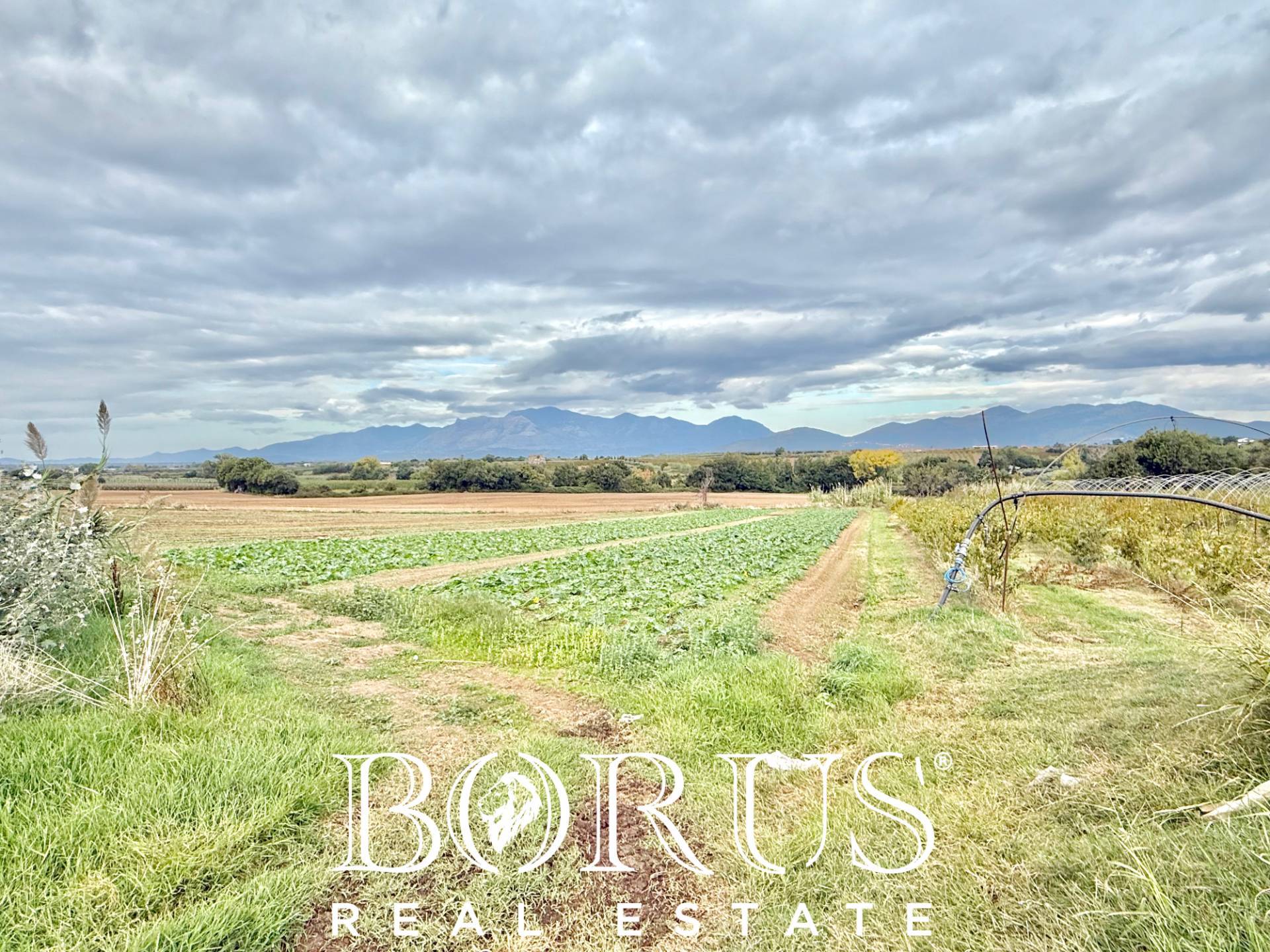Immagine 35 di Azienda agricola in vendita  in Santa Maria la Piana a Sessa Aurunca