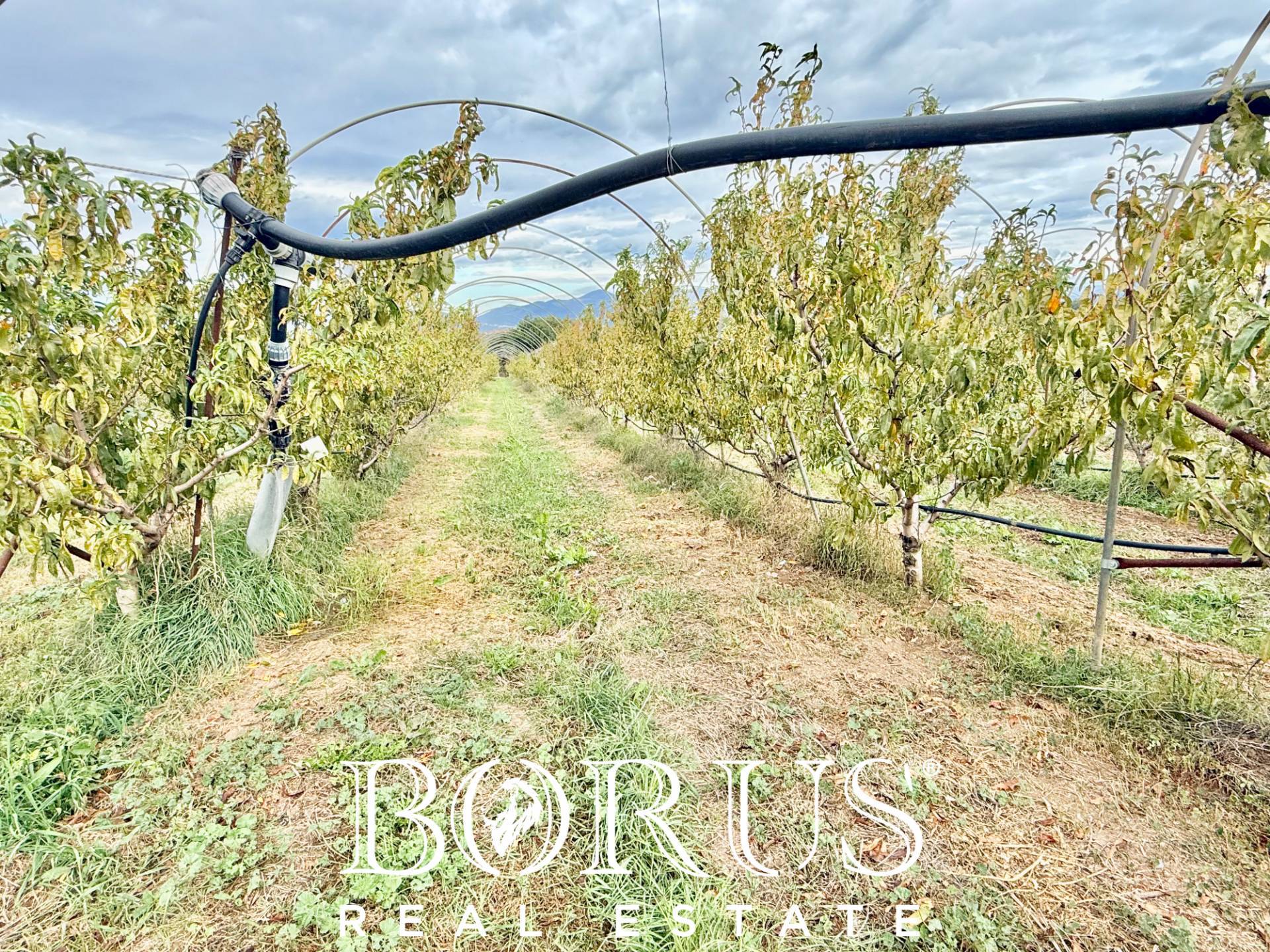 Immagine 38 di Azienda agricola in vendita  in Santa Maria la Piana a Sessa Aurunca