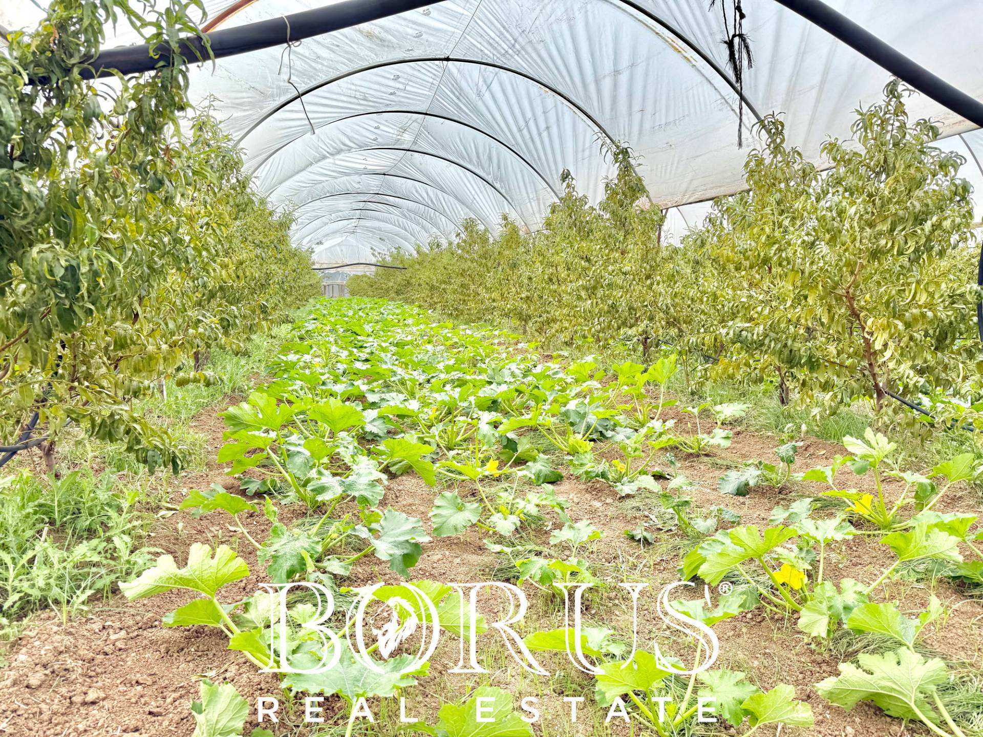 Immagine 42 di Azienda agricola in vendita  in Santa Maria la Piana a Sessa Aurunca