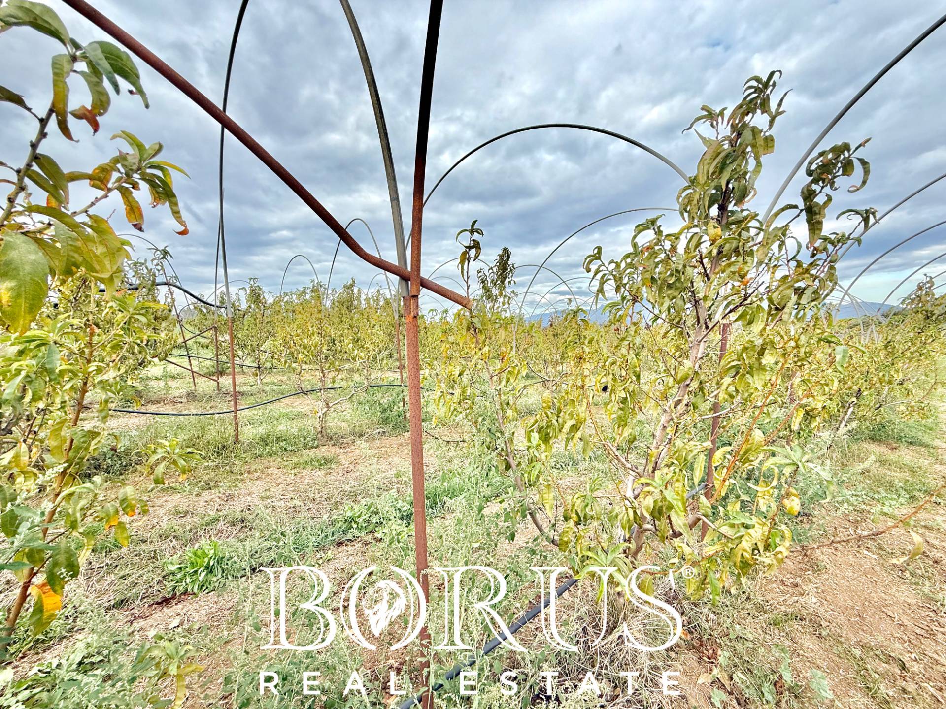 Immagine 45 di Azienda agricola in vendita  in Santa Maria la Piana a Sessa Aurunca
