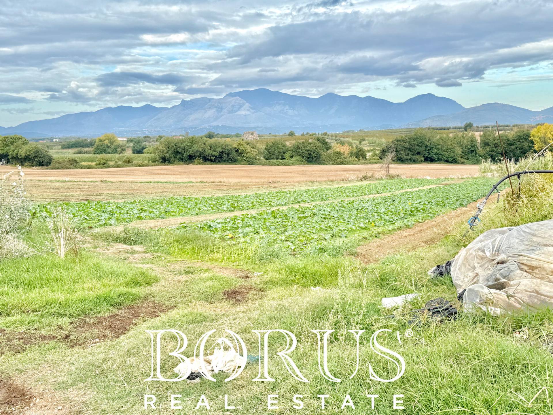 Immagine 54 di Azienda agricola in vendita  in Santa Maria la Piana a Sessa Aurunca