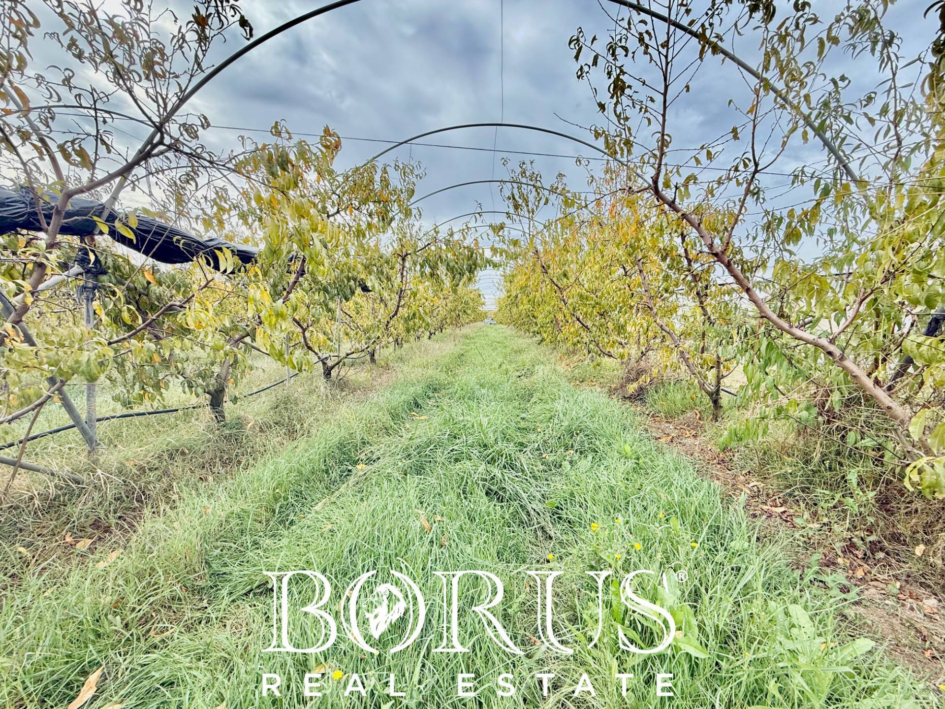 Immagine 56 di Azienda agricola in vendita  in Santa Maria la Piana a Sessa Aurunca