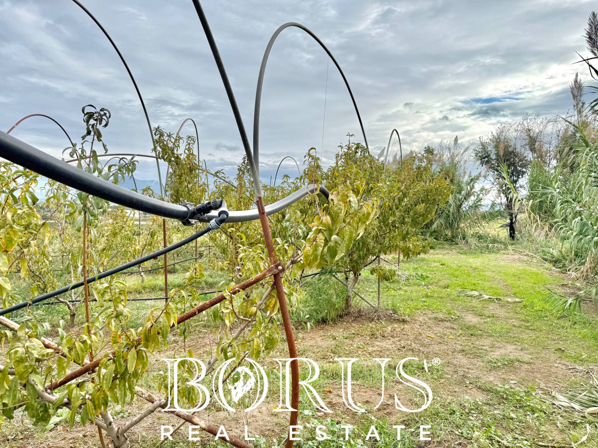 Immagine 57 di Azienda agricola in vendita  in Santa Maria la Piana a Sessa Aurunca