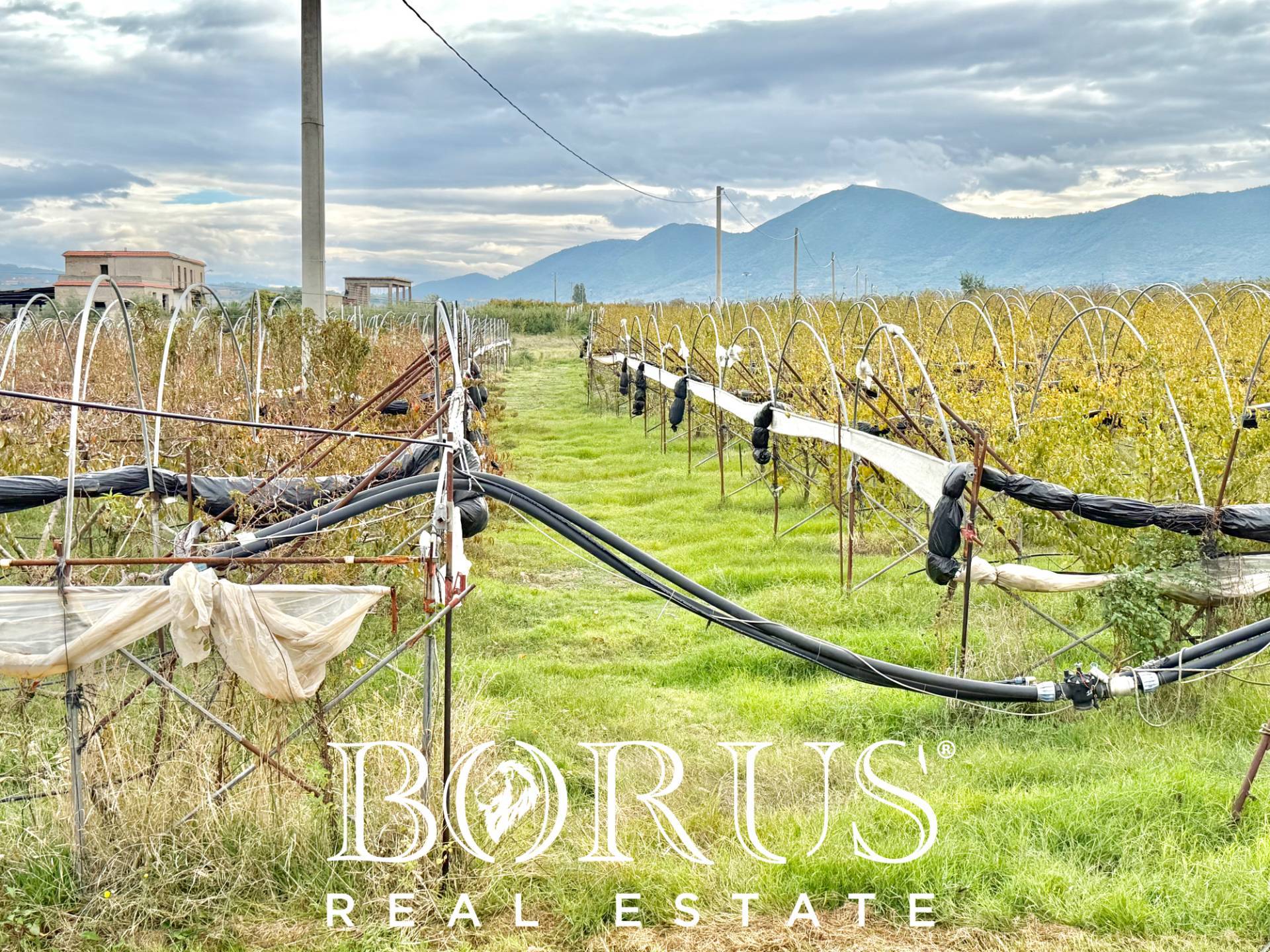 Immagine 61 di Azienda agricola in vendita  in Santa Maria la Piana a Sessa Aurunca