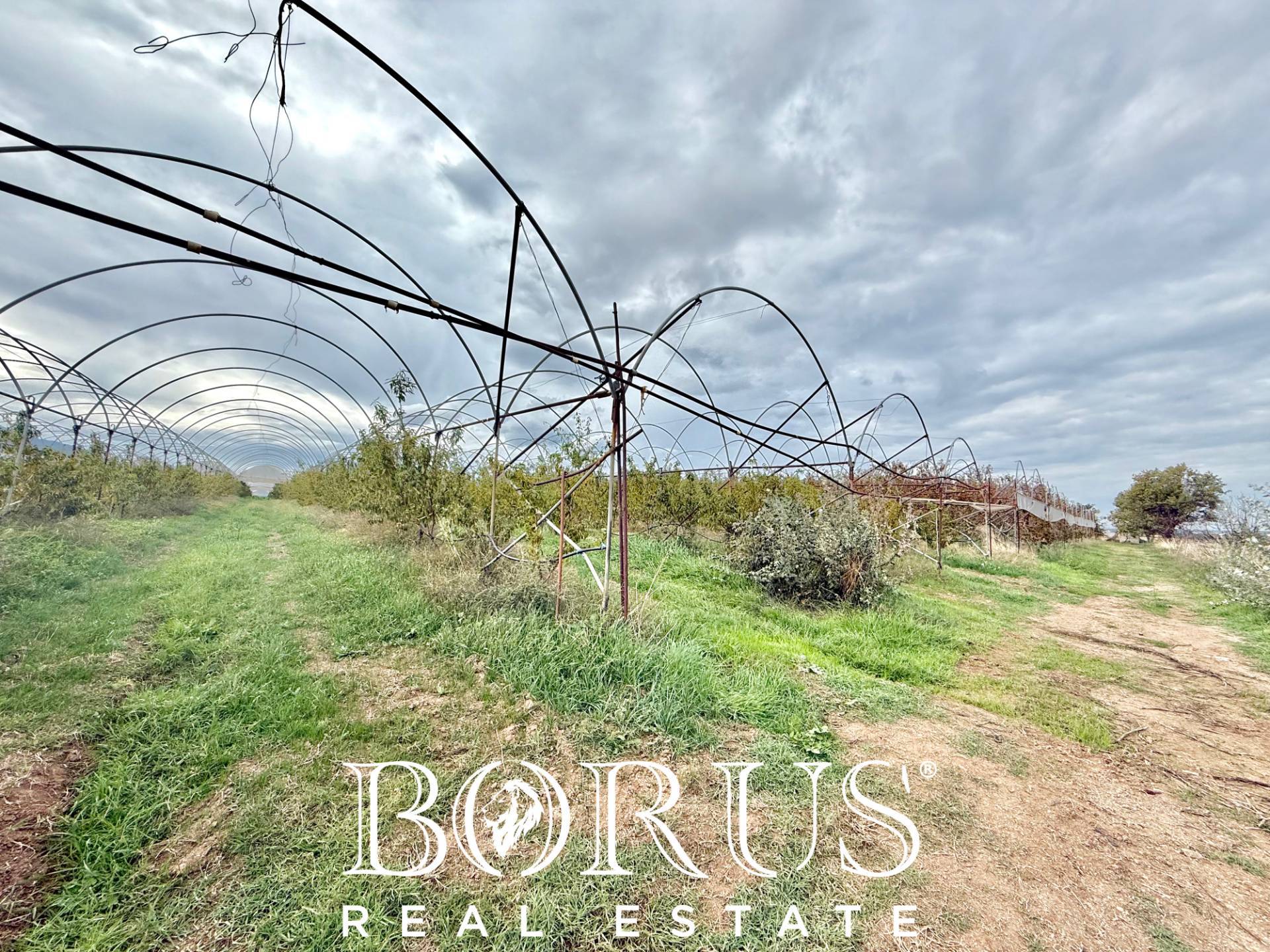 Immagine 63 di Azienda agricola in vendita  in Santa Maria la Piana a Sessa Aurunca