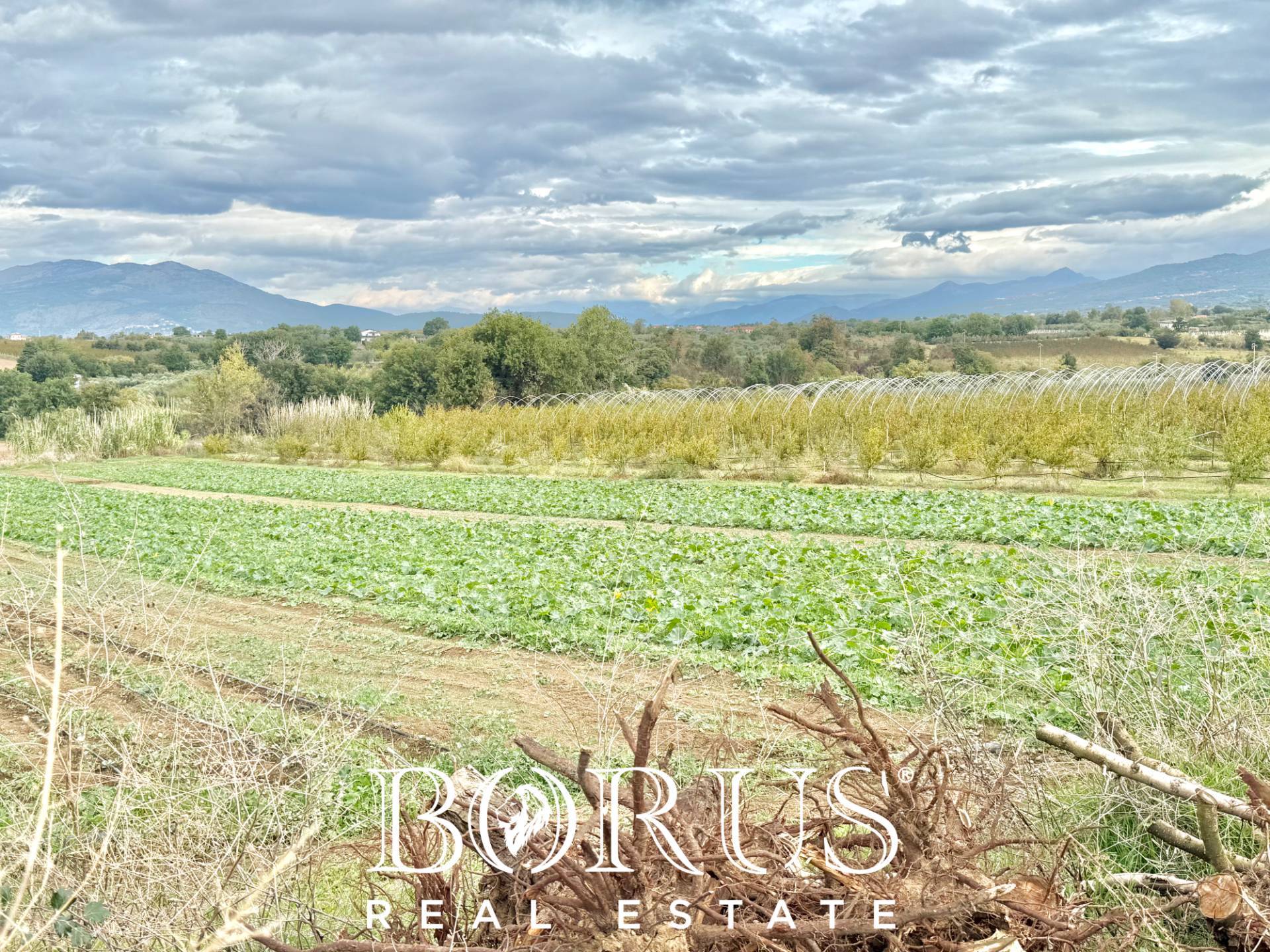 Immagine 64 di Azienda agricola in vendita  in Santa Maria la Piana a Sessa Aurunca