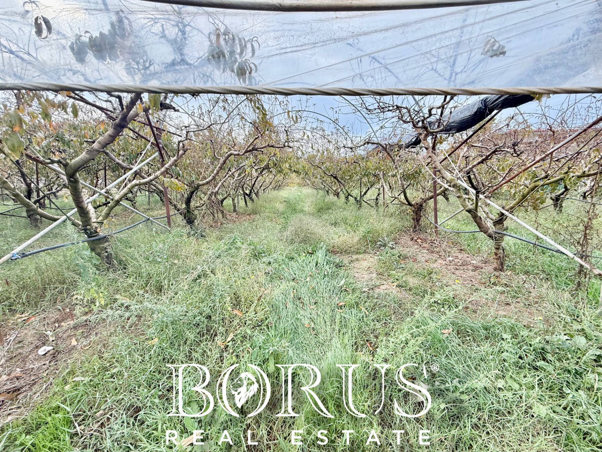 Immagine 65 di Azienda agricola in vendita  in Santa Maria la Piana a Sessa Aurunca