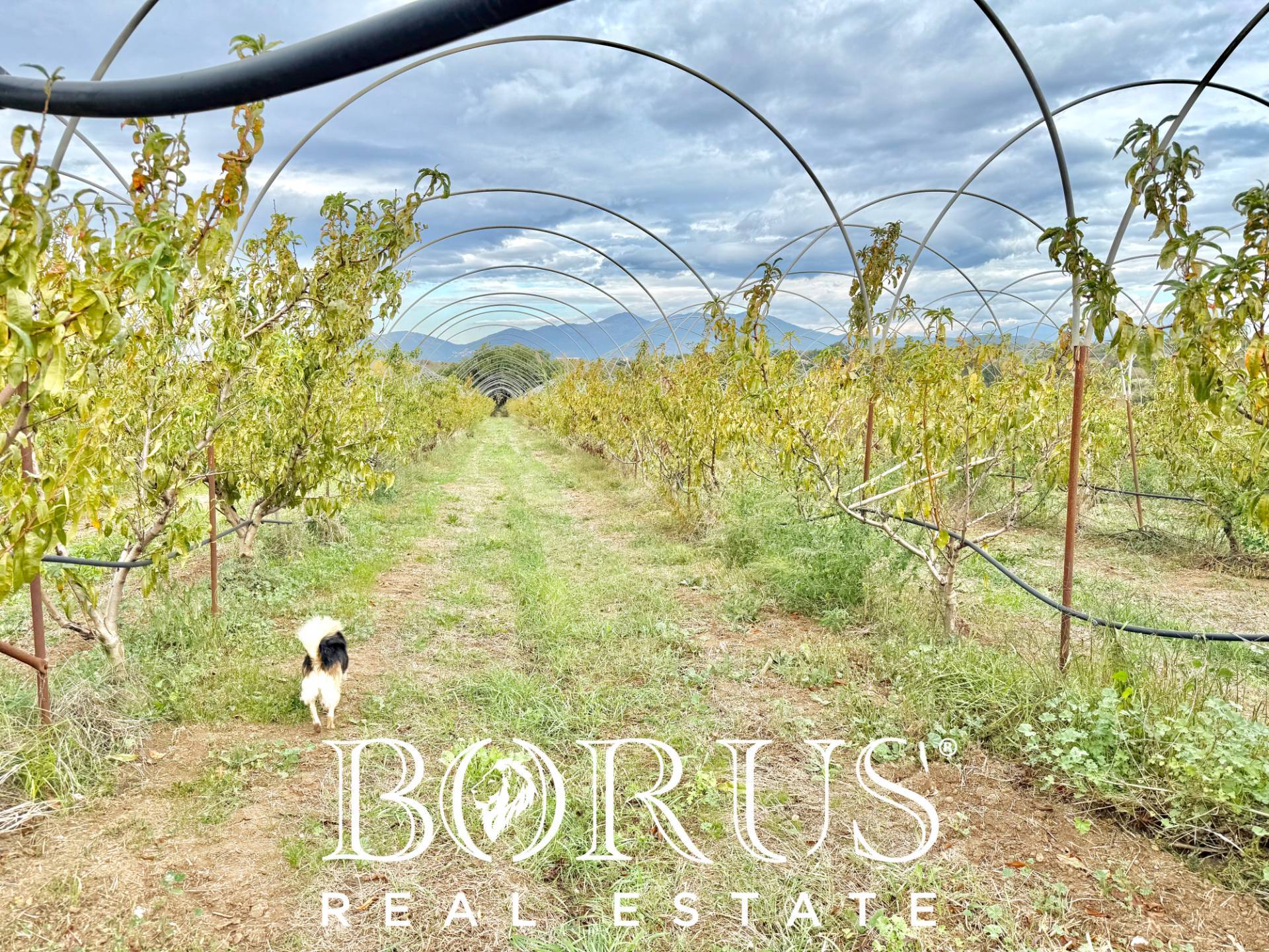 Immagine 66 di Azienda agricola in vendita  in Santa Maria la Piana a Sessa Aurunca