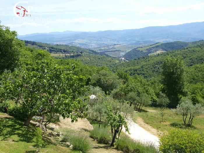 Foto annuncio 43