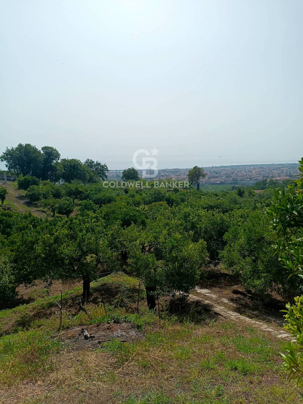 Immagine 4 di Terreno agricolo in vendita  in via Pennisi a Mascali