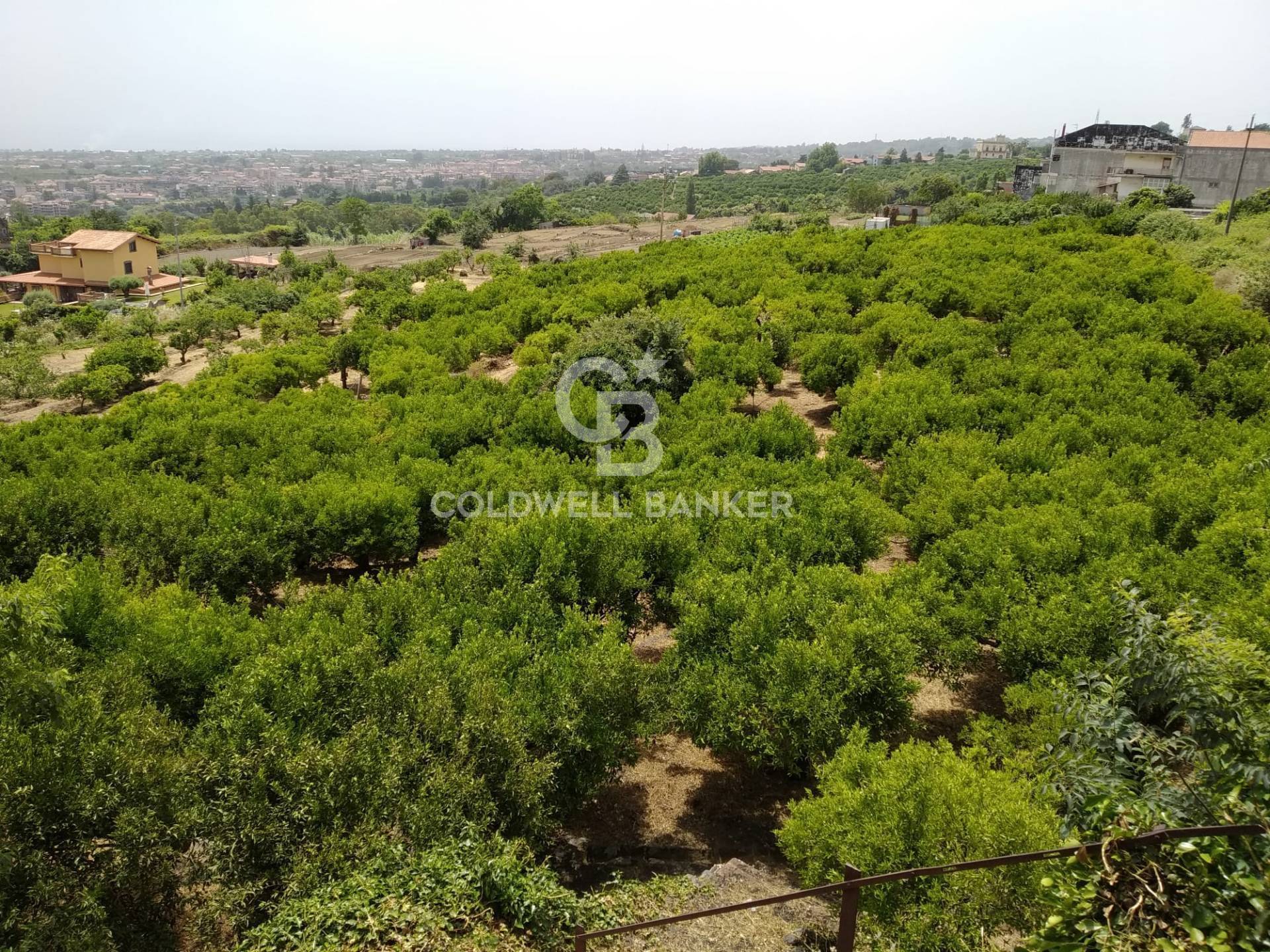 Immagine 2 di Terreno agricolo in vendita  in via Pennisi a Mascali