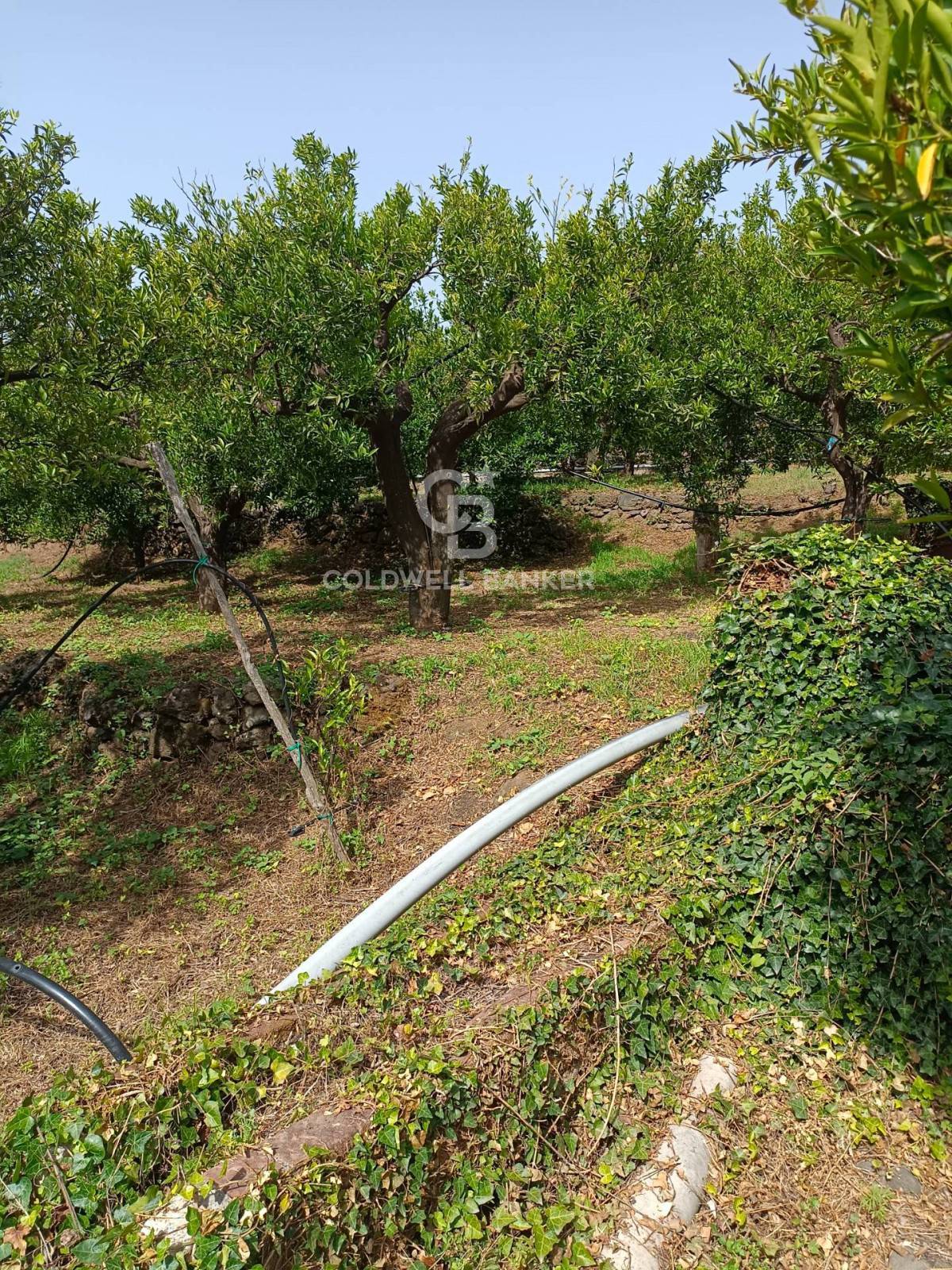Immagine 6 di Terreno agricolo in vendita  in via Pennisi a Mascali