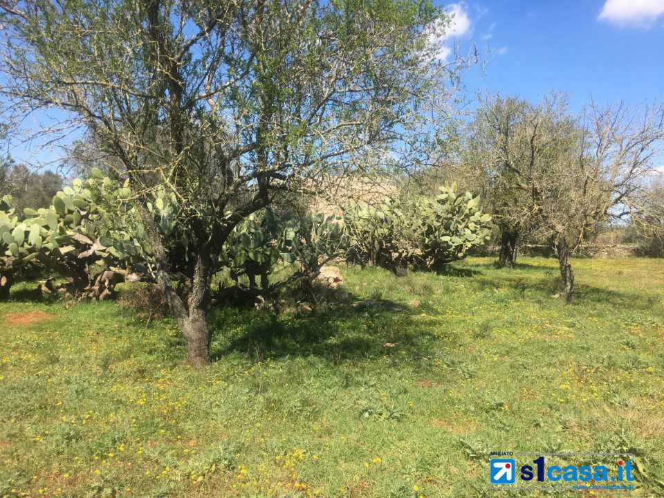 Foto annuncio 6