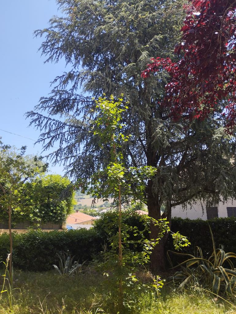 Foto annuncio 14