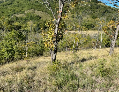 Foto annuncio 3