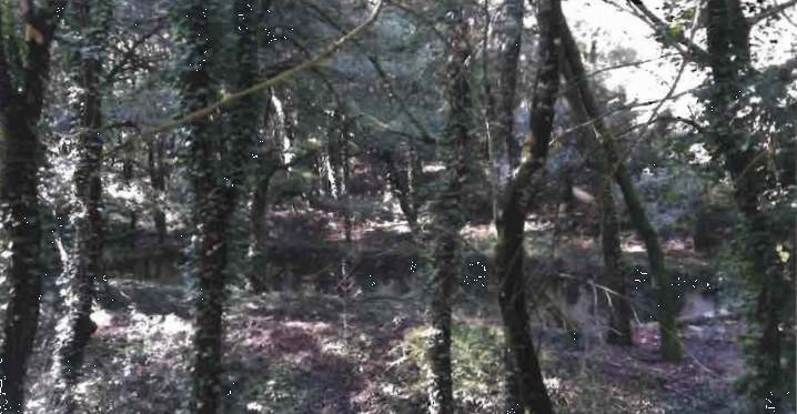 Foto annuncio 10