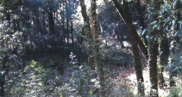 Foto annuncio 11