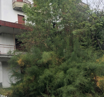 Foto annuncio 4