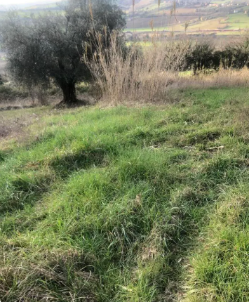 Foto annuncio 7