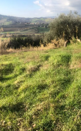 Foto annuncio 8