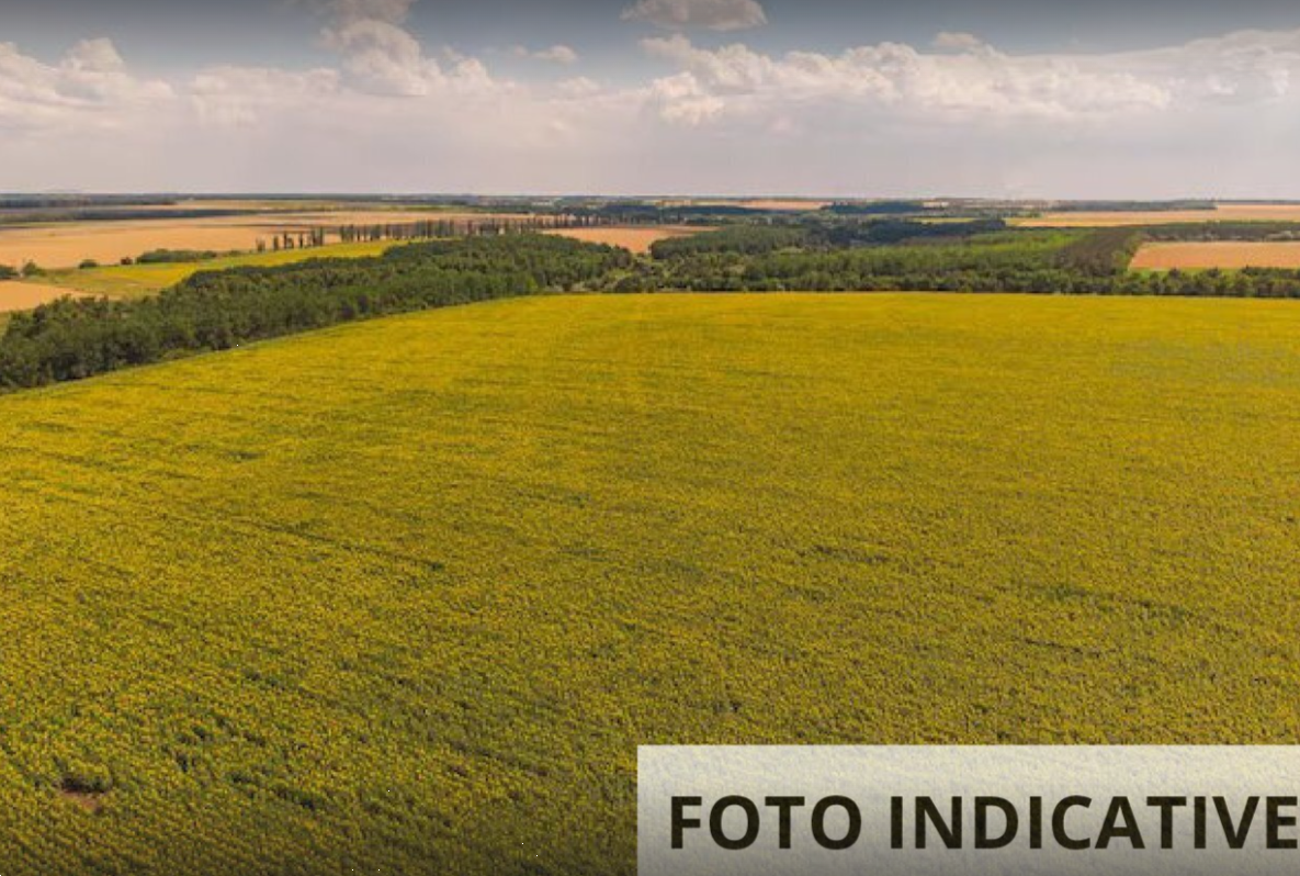 Foto annuncio 3