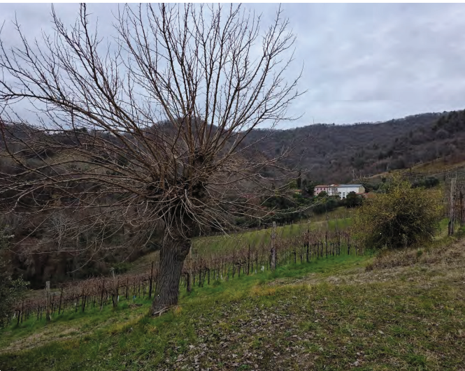 Foto annuncio 31