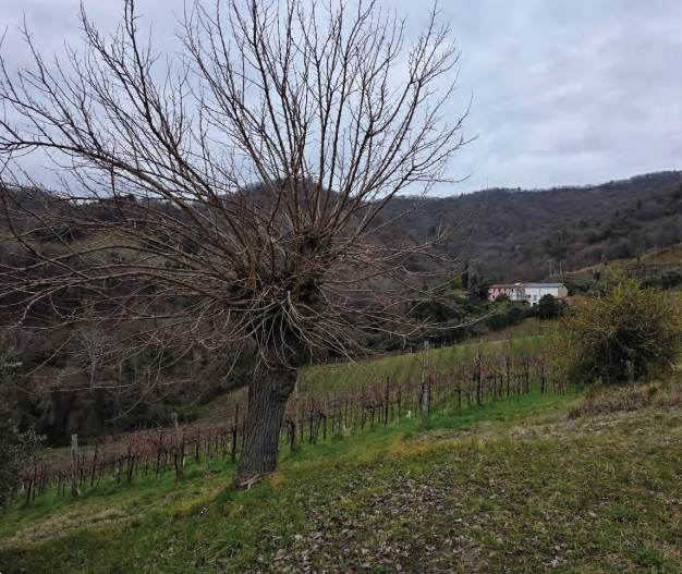 Foto annuncio 36