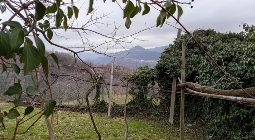 Foto annuncio 2