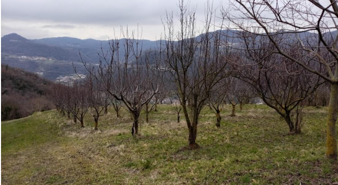 Foto annuncio 1