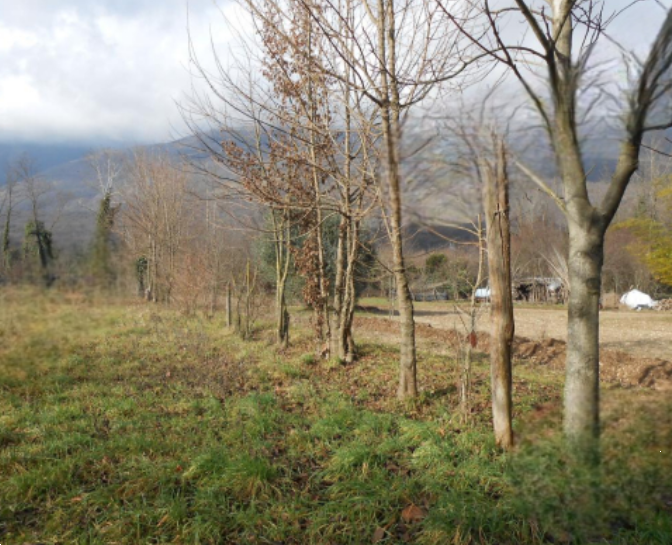 Foto annuncio 6
