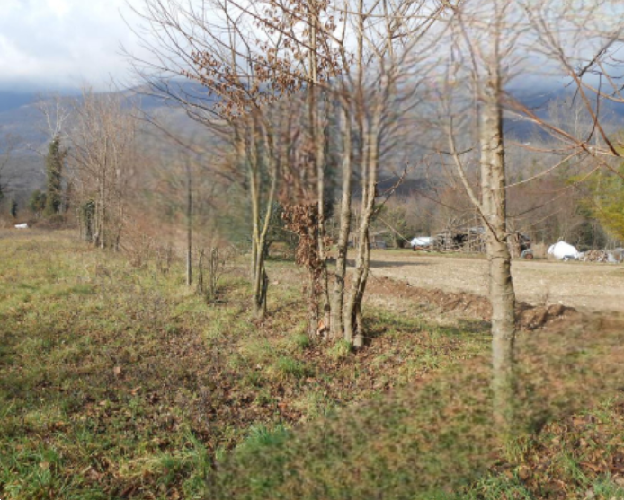 Foto annuncio 8