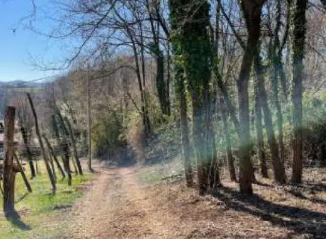 Foto annuncio 6