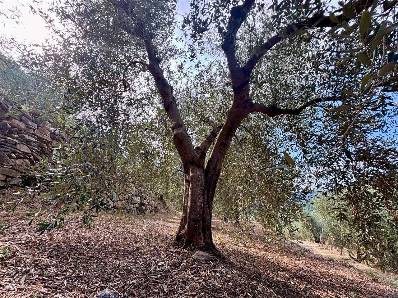 Foto annuncio 18